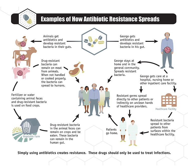 infographic how antibiotic resistance spreads