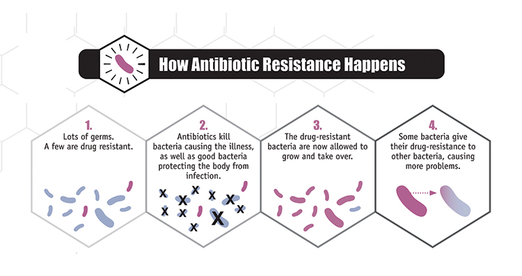 infographic how antibiotic resistance happens